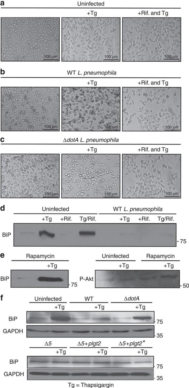 GAPDH Loading Control Antibody in Western Blot (WB)