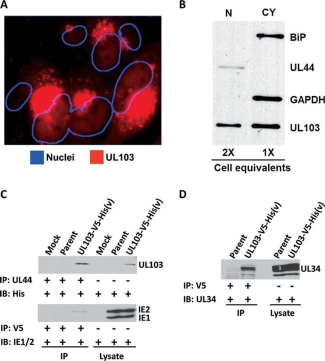 GAPDH Loading Control Antibody in Western Blot (WB)