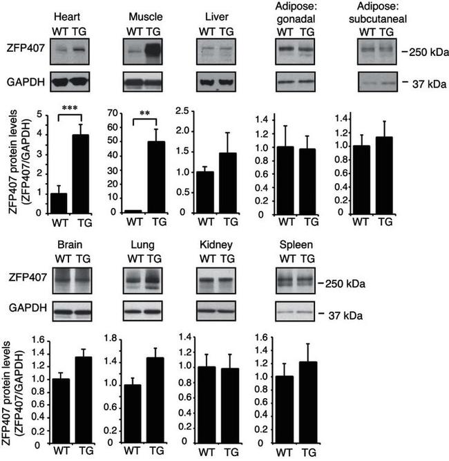 GAPDH Loading Control Antibody in Western Blot (WB)