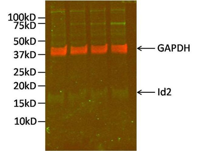 GAPDH Antibody in Western Blot (WB)