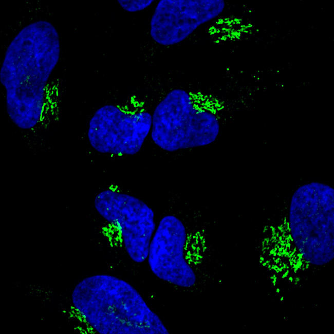 Rabbit IgG (H+L) Highly Cross-Adsorbed Secondary Antibody in Immunocytochemistry (ICC/IF)