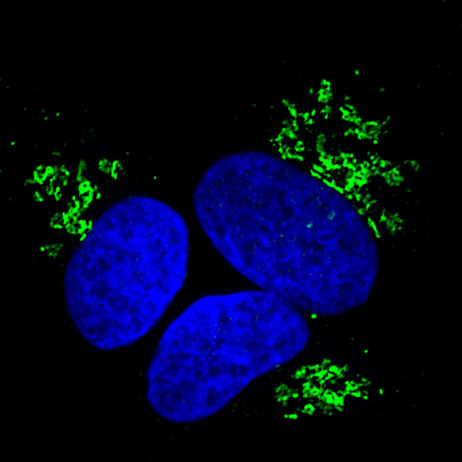 Rabbit IgG (H+L) Highly Cross-Adsorbed Secondary Antibody in Immunocytochemistry (ICC/IF)