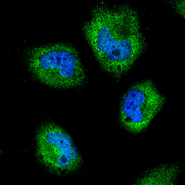 Rabbit IgG (H+L) Highly Cross-Adsorbed Secondary Antibody in Immunocytochemistry (ICC/IF)