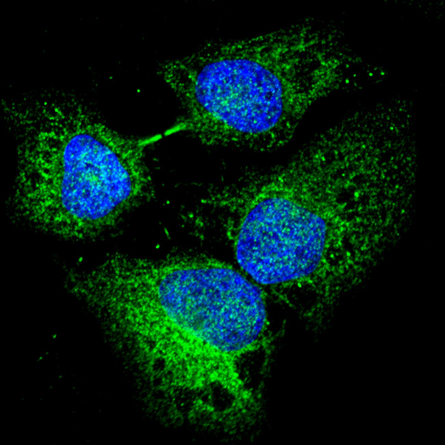 Rabbit IgG (H+L) Highly Cross-Adsorbed Secondary Antibody in Immunocytochemistry (ICC/IF)