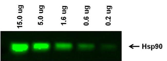 Rabbit IgG (H+L) Highly Cross-Adsorbed Secondary Antibody in Western Blot (WB)