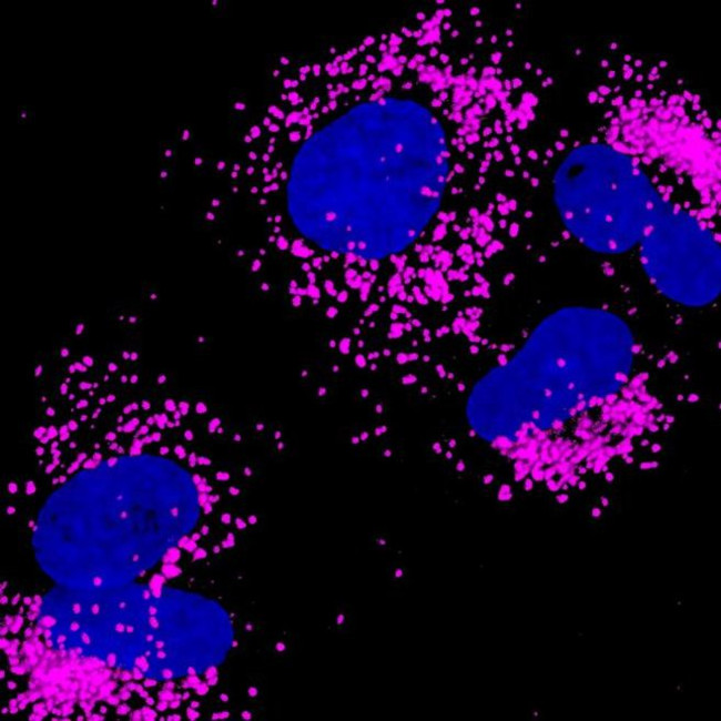 Rabbit IgG (H+L) Highly Cross-Adsorbed Secondary Antibody in Immunocytochemistry (ICC/IF)