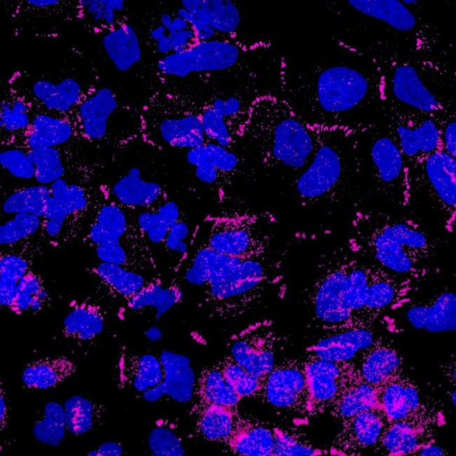 Rabbit IgG (H+L) Highly Cross-Adsorbed Secondary Antibody in Immunocytochemistry (ICC/IF)