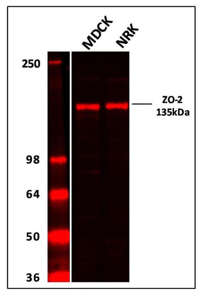 Rabbit IgG (H+L) Highly Cross-Adsorbed Secondary Antibody in Western Blot (WB)