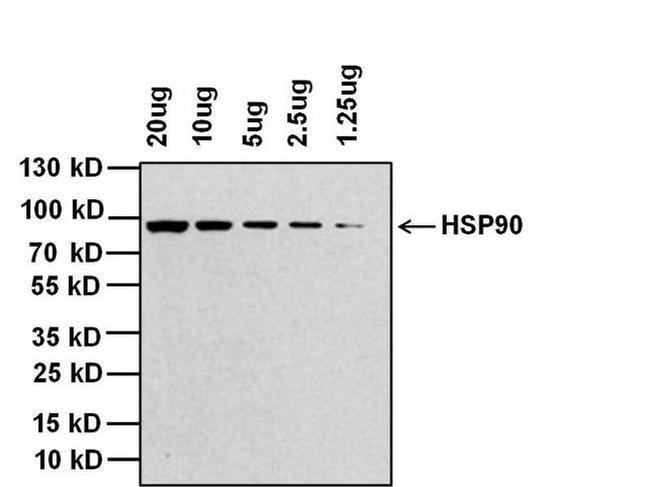 Rabbit IgG (H+L) Cross-Adsorbed Secondary Antibody in Western Blot (WB)