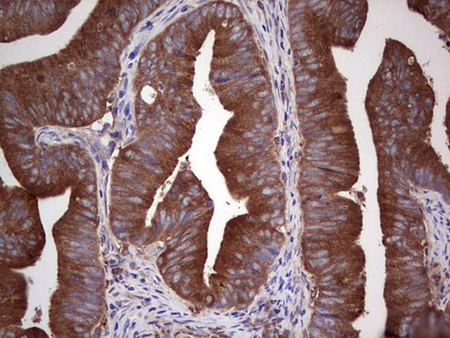 GARS Antibody in Immunohistochemistry (Paraffin) (IHC (P))