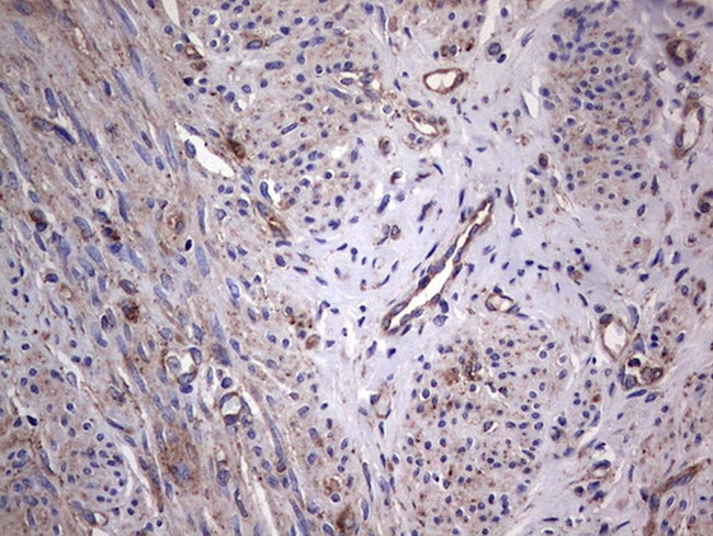 GARS Antibody in Immunohistochemistry (Paraffin) (IHC (P))