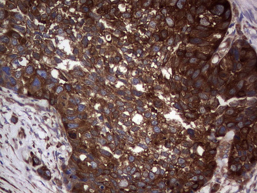 GARS Antibody in Immunohistochemistry (Paraffin) (IHC (P))