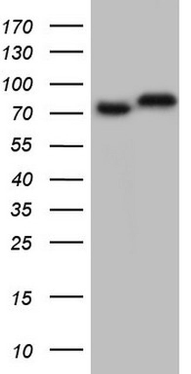 GARS Antibody in Western Blot (WB)