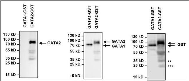 GATA2 Antibody in Western Blot (WB)