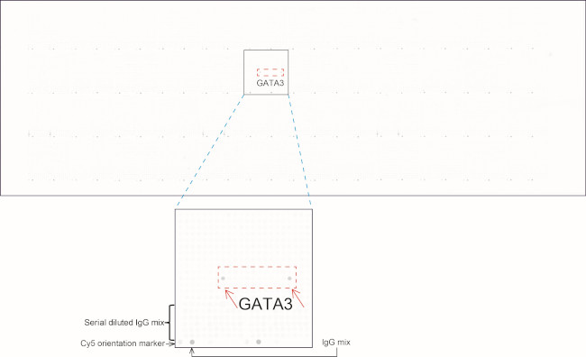 GATA3 Antibody in Peptide array (ARRAY)