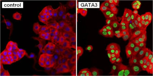 GATA3 Antibody in Immunocytochemistry (ICC/IF)