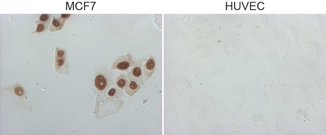 GATA3 Antibody in Immunocytochemistry (ICC/IF)