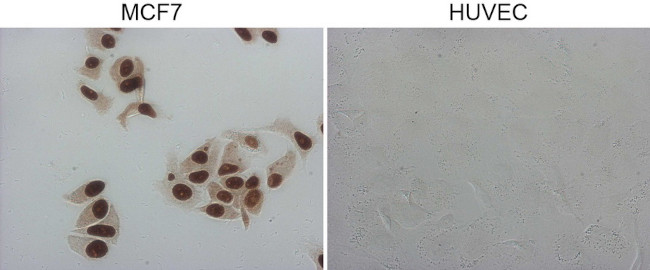 GATA3 Antibody in Immunocytochemistry (ICC/IF)