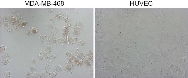 GATA3 Antibody in Immunocytochemistry (ICC/IF)