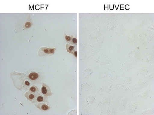 GATA3 Antibody in Immunocytochemistry (ICC/IF)