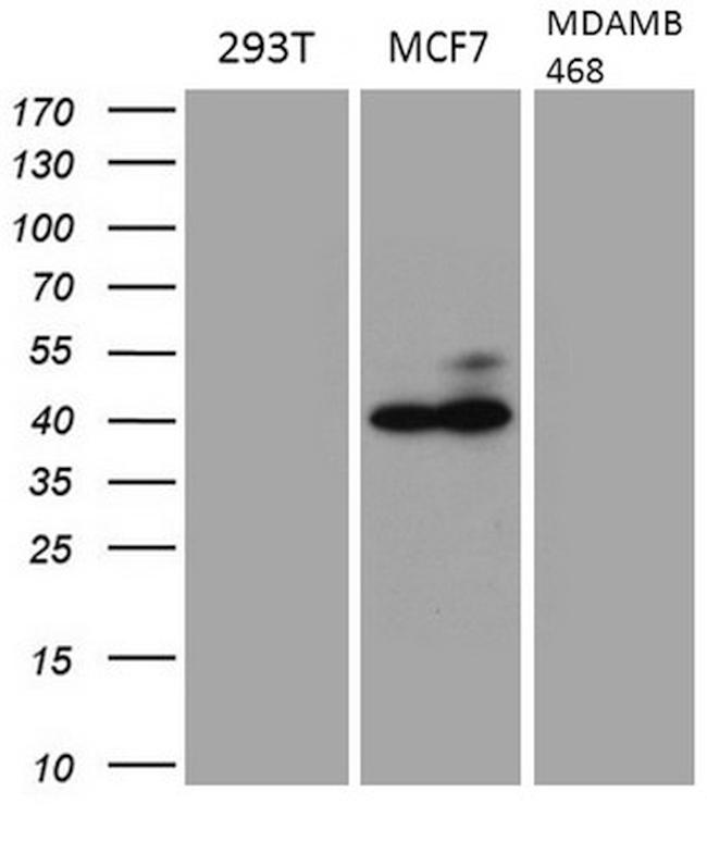 GATA3 Antibody in Western Blot (WB)