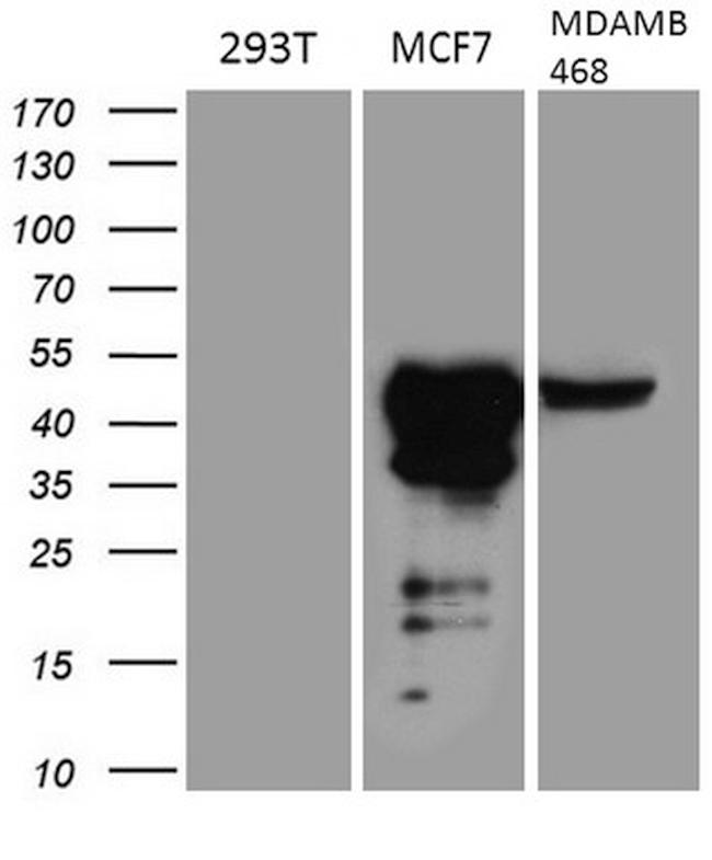 GATA3 Antibody in Western Blot (WB)