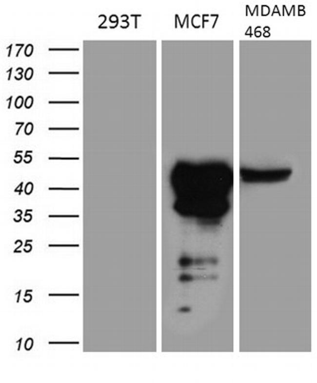 GATA3 Antibody in Western Blot (WB)