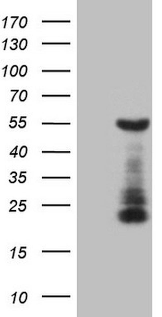 GATA3 Antibody in Western Blot (WB)