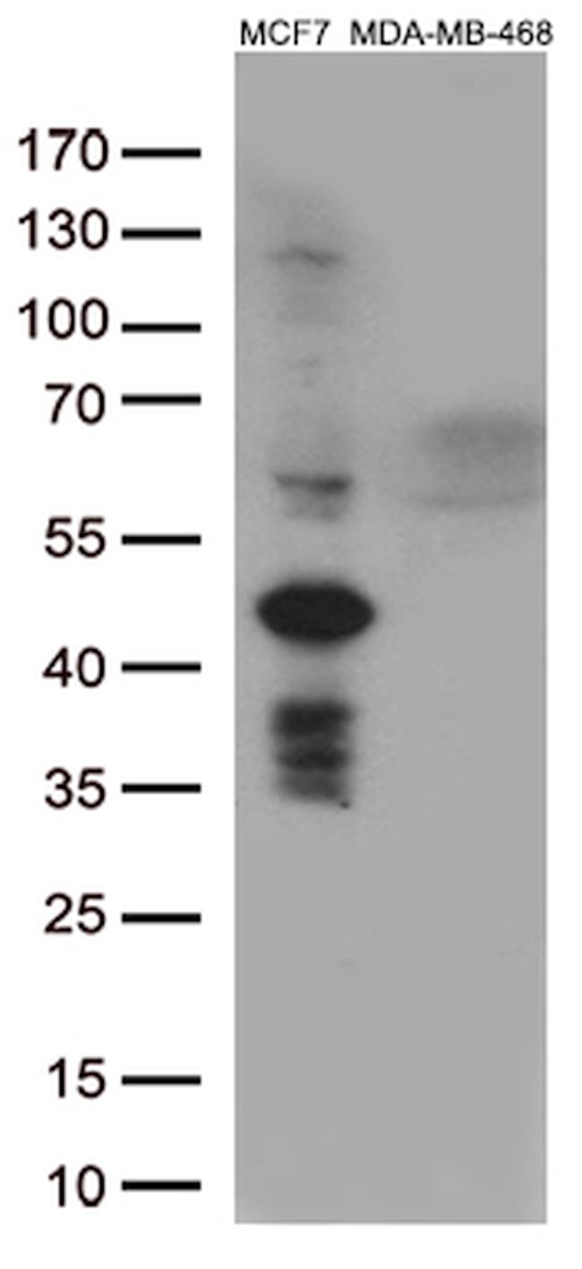 GATA3 Antibody in Western Blot (WB)