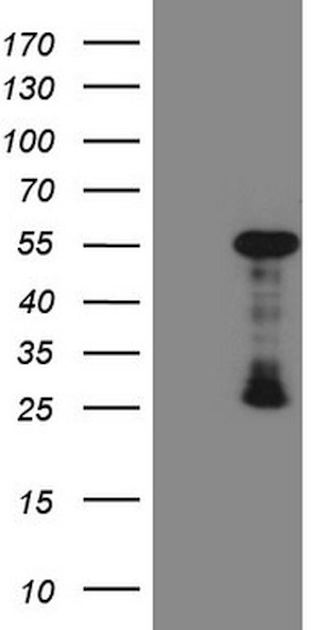 GATA3 Antibody in Western Blot (WB)