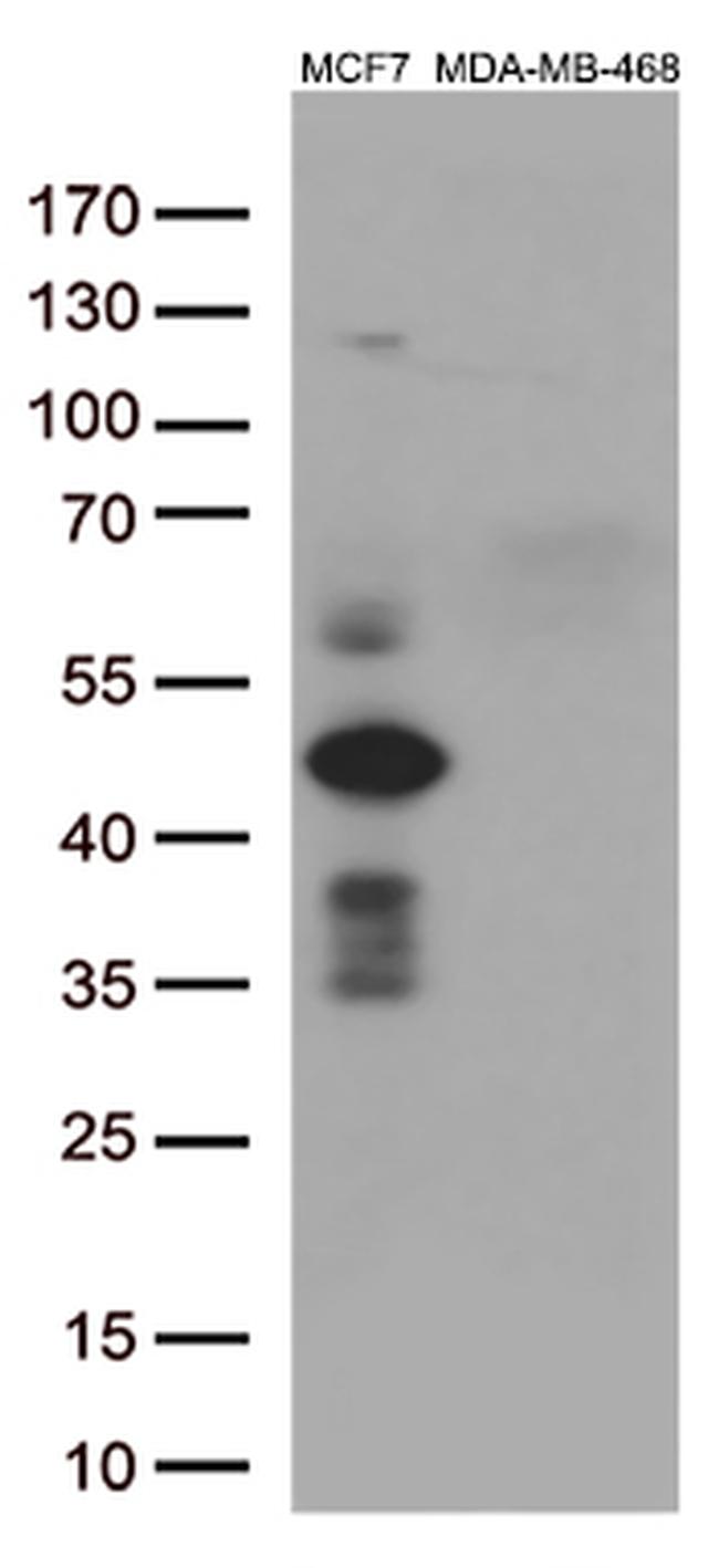 GATA3 Antibody in Western Blot (WB)