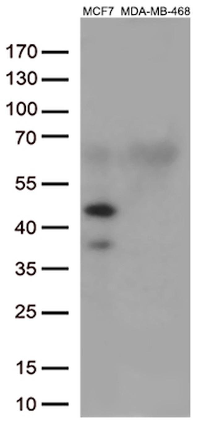 GATA3 Antibody in Western Blot (WB)