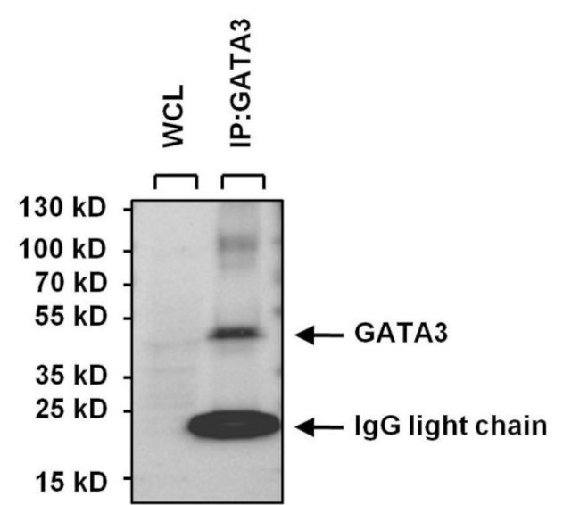 GATA3 Antibody in Immunoprecipitation (IP)