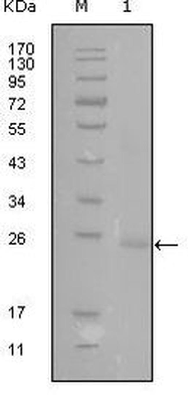 GATA3 Antibody in Western Blot (WB)