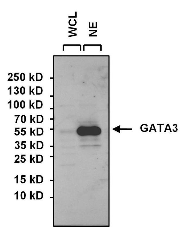 GATA3 Antibody in Western Blot (WB)