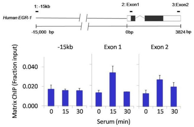 GATA3 Antibody in ChIP Assay (ChIP)