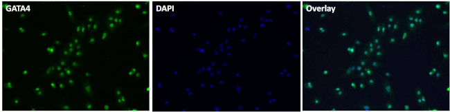 GATA4 Antibody in Immunocytochemistry (ICC/IF)