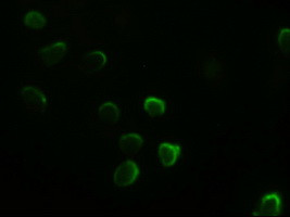 GATA4 Antibody in Immunocytochemistry (ICC/IF)