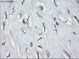 GATA4 Antibody in Immunohistochemistry (Paraffin) (IHC (P))