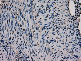 GATA4 Antibody in Immunohistochemistry (Paraffin) (IHC (P))