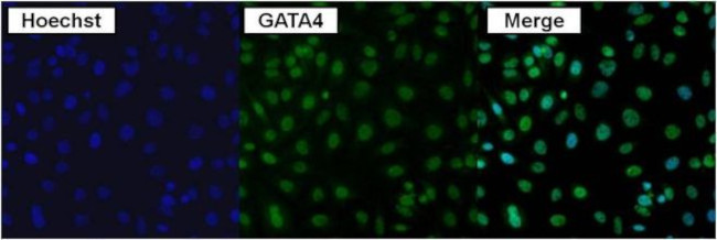 GATA4 Antibody in Immunocytochemistry (ICC/IF)