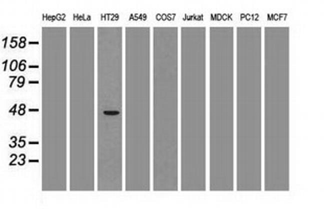 GATA4 Antibody in Western Blot (WB)