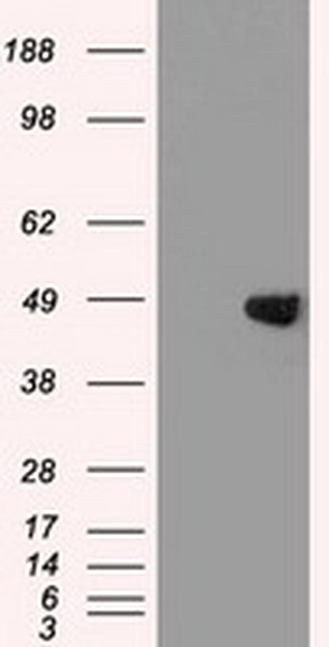 GATA4 Antibody in Western Blot (WB)