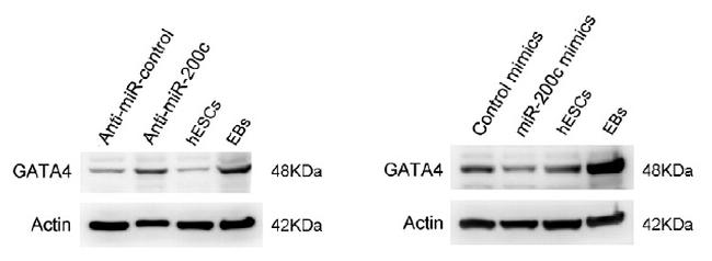 GATA4 Antibody in Western Blot (WB)