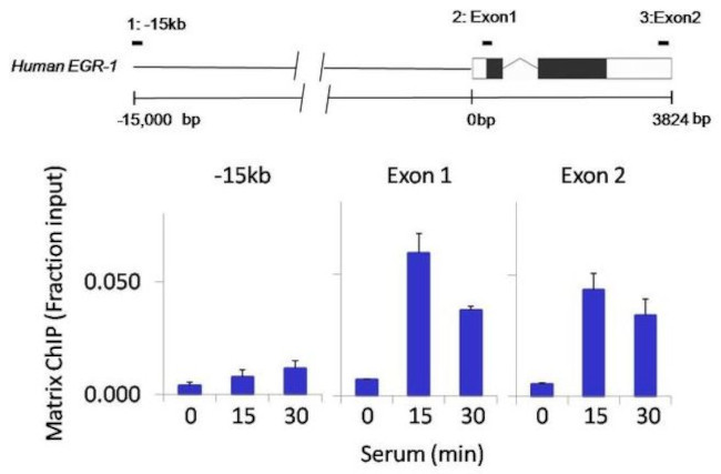 GATA4 Antibody in ChIP Assay (ChIP)