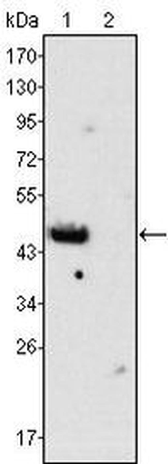 GATA4 Antibody in Western Blot (WB)