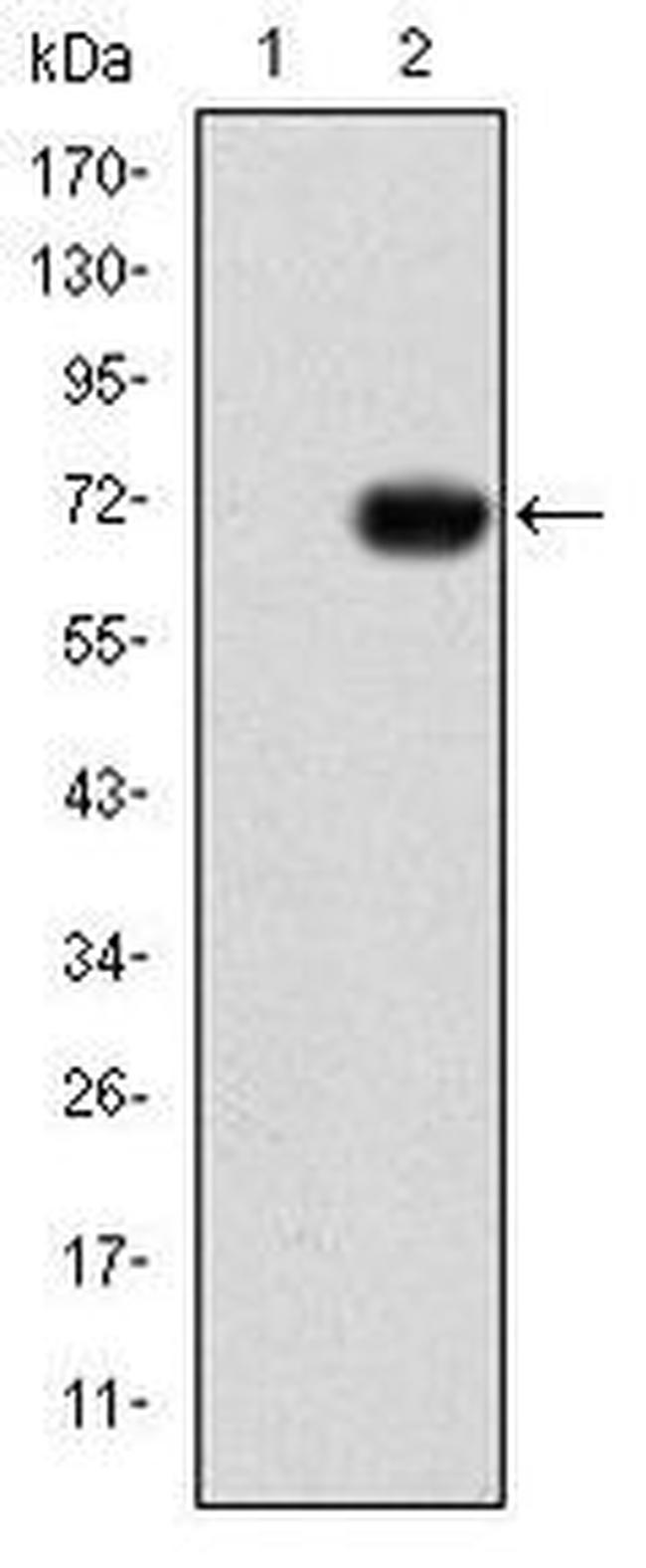 GATA5 Antibody in Western Blot (WB)