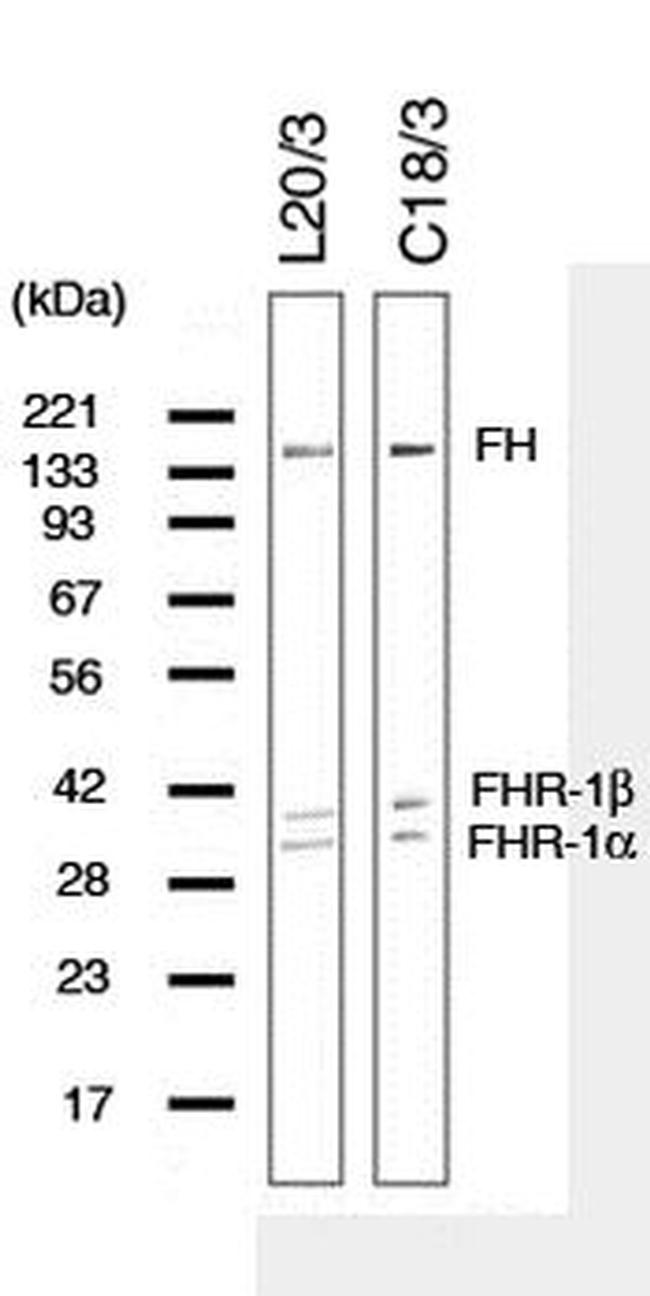 Complement Factor H Antibody in Western Blot (WB)