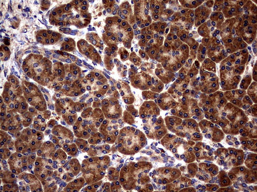 GBA Antibody in Immunohistochemistry (Paraffin) (IHC (P))