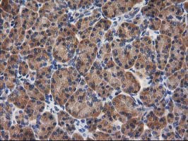 GBA3 Antibody in Immunohistochemistry (Paraffin) (IHC (P))